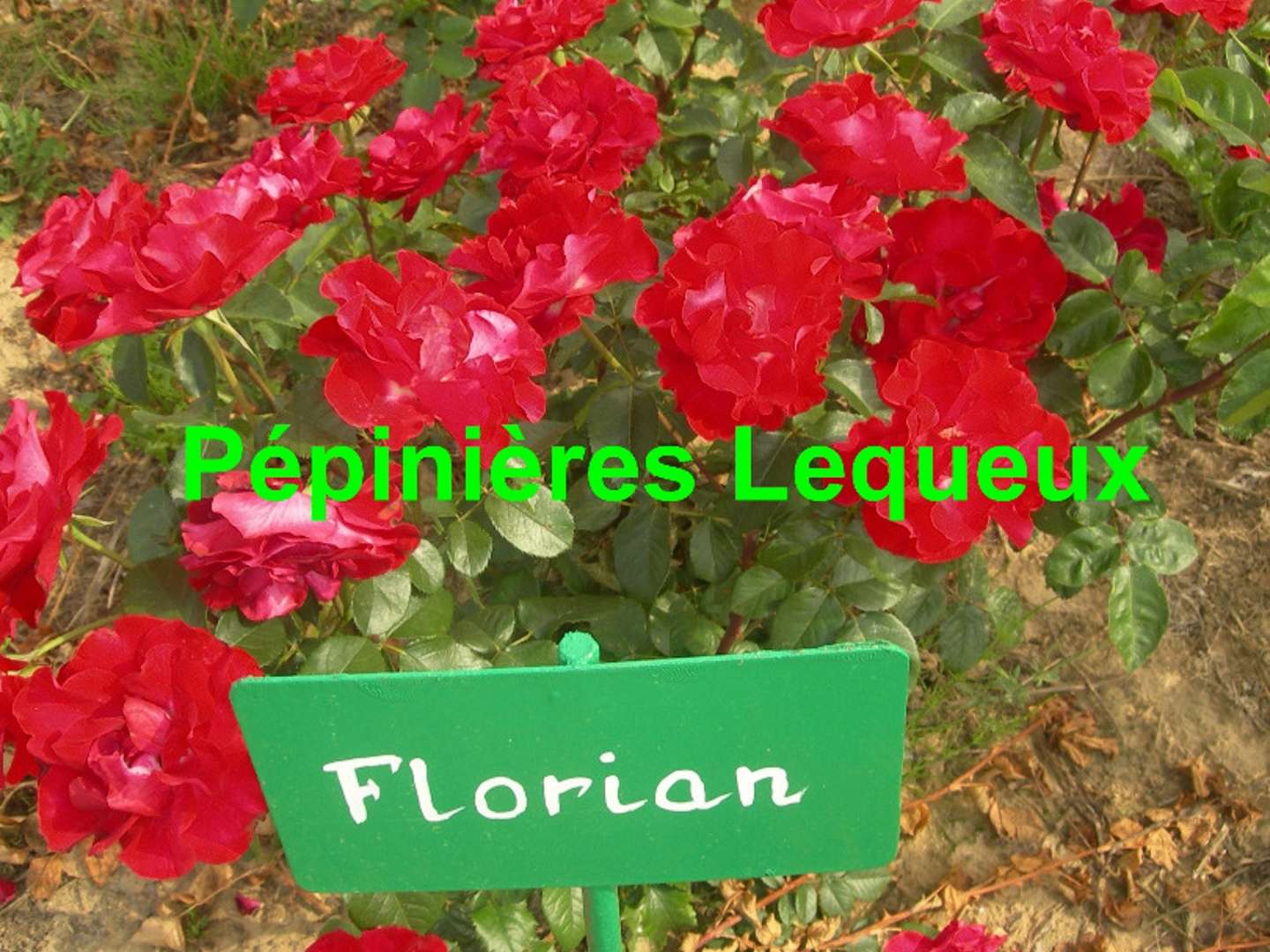 FLORIAN
